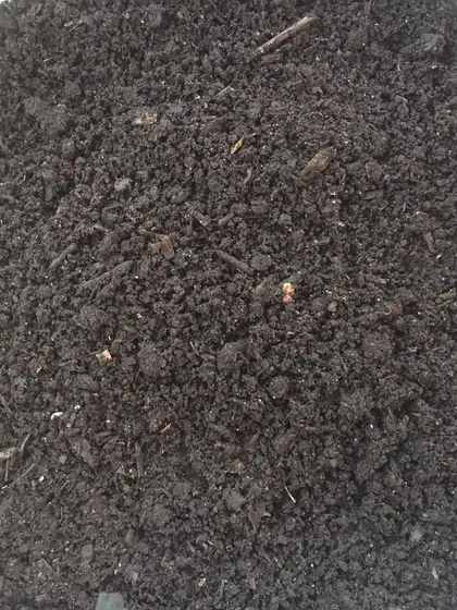 This is the final product, our "Garden Gold." This is our aged, finely screened compost, perfect for starting seeds or giving your garden beds a nutrient boost. It's dark, rich, and full of life.