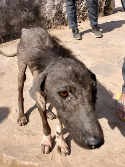 This is Gauri's "before" photo, when she was found on the streets of Ranthambore. Her transformation is a powerful reminder of what's possible with rescue, care, and a dedicated relocation plan to get her to her new family in the USA.