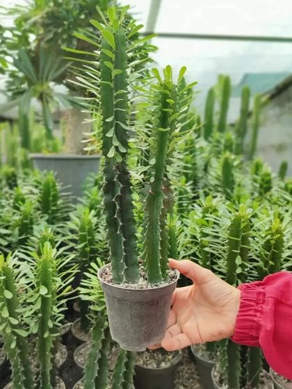 Holding a healthy Euphorbia cactus. I personally select each plant to ensure it is in perfect condition.