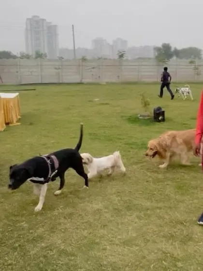An overview of one of our events in action. You can see dogs socializing freely while owners mingle and enjoy the day.