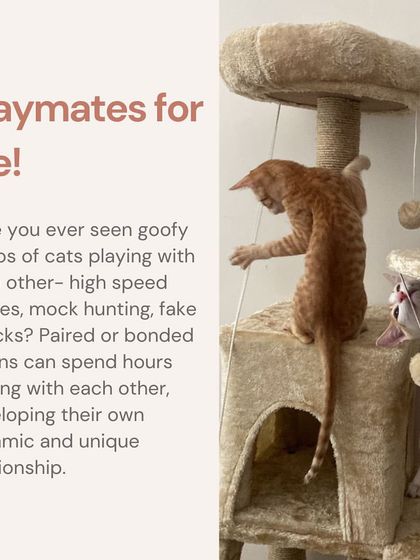 Bonded kittens are playmates for life. They can spend hours playing, chasing, and mock hunting, developing their own unique and dynamic relationship.