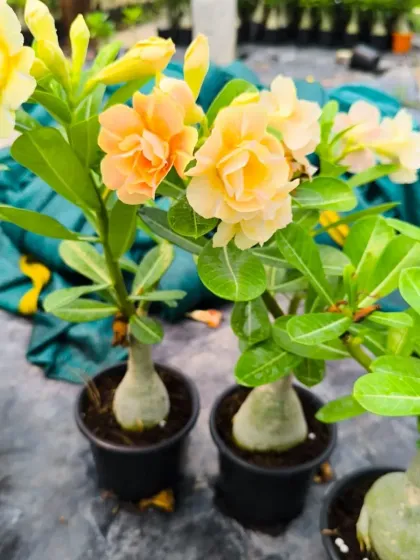 A delicate yellow variety of the Desert Rose.