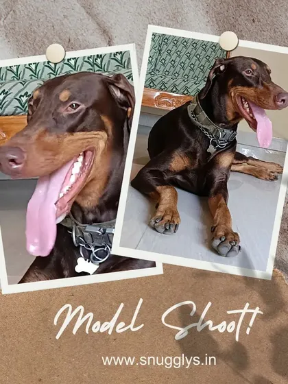 This handsome Doberman is posing for the camera, comfortable and relaxed while staying with us.