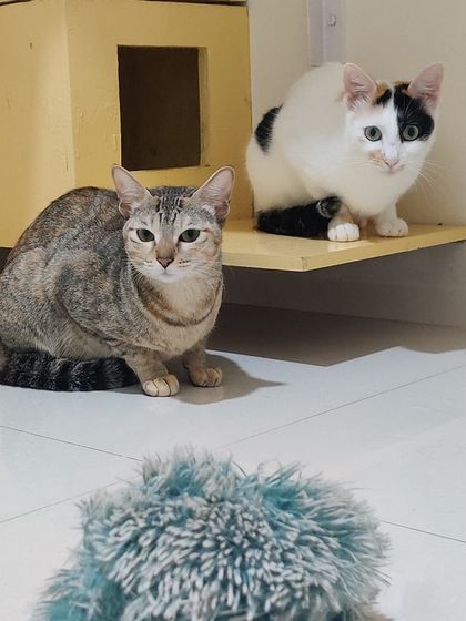 Sammy's Nest - Home Boarding for Small Pets Happy Cats: Our Boarding Guests photo 63