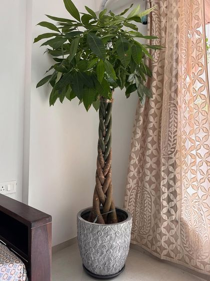 Styled Plant Arrangements photo 8