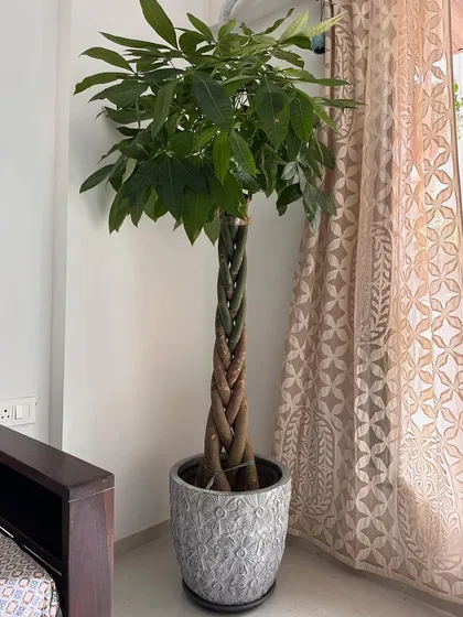The Pachira Aquatica, or Money Tree, is known for its fun braided trunk. This large specimen is a great plant for good feng shui and adds a sculptural element to any room.
