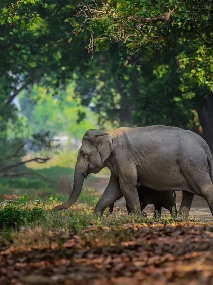 An elephant and her calf cross a road in Corbett. The framing with the tall Sal trees creates a sense of scale and wonder.