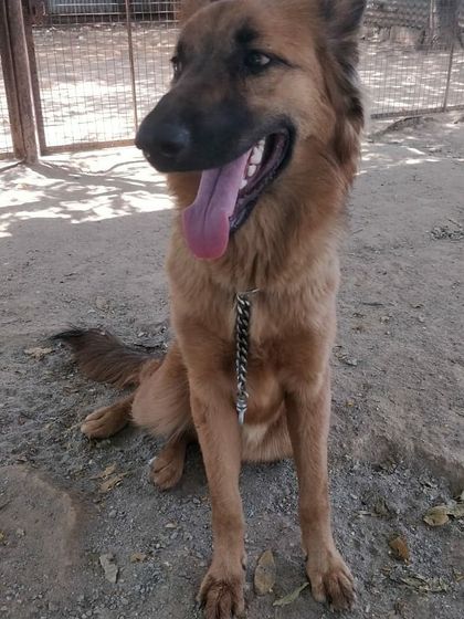 Petspace - Dog Boarding The Happy Faces Gallery photo 7