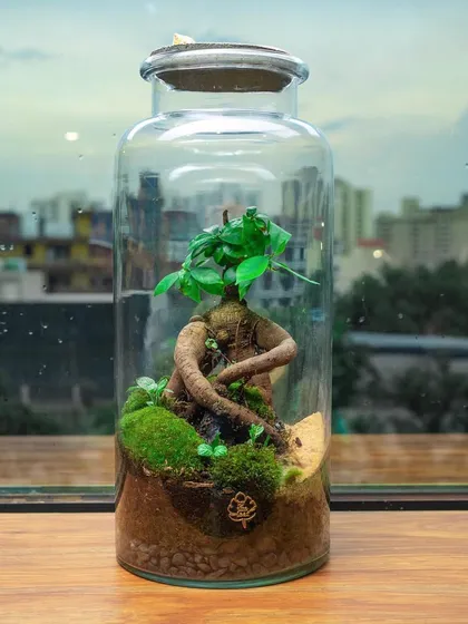 This tall jar terrarium features a trained bonsai tree, creating a striking and minimalist look. It's a 1.5-foot tall statement piece for any modern space.