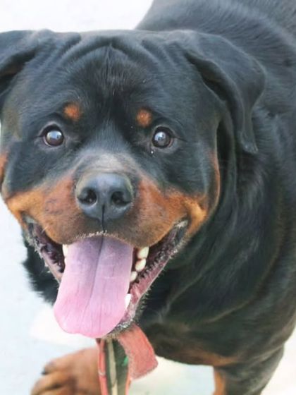 This happy Rottweiler is ready for his walk. Look at that smile.