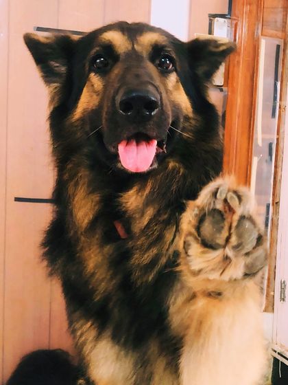 A German Shepherd giving a high-five. They are so smart and easy to train.
