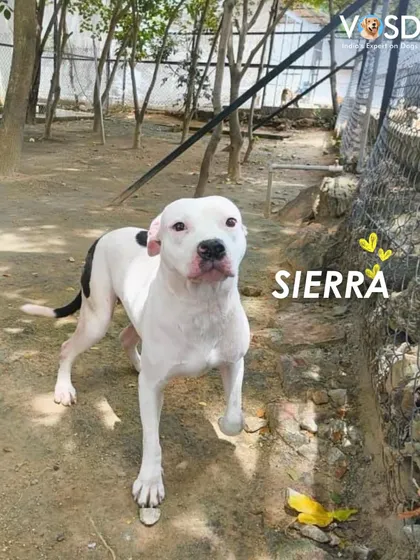 Sierra standing tall at the sanctuary. Her journey from starvation to strength shows what is possible when a dog is given a second chance at life.