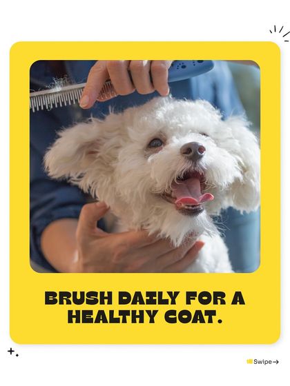 Pet Warehouse - Pet Grooming Services Pet Care Tips & Special Offers photo 6