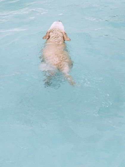 Fluffy Paws Pet Resort - Dog Park & Swimming Pool Splash & Swim: Our Human-Friendly Pool photo 47
