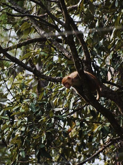 Manya Upadhyay - Travel & Documentary Photography Wildlife Encounters photo 56