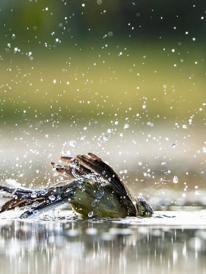 An explosion of water droplets as the wagtail shakes its feathers. High-speed photography is needed to freeze this kind of action.
