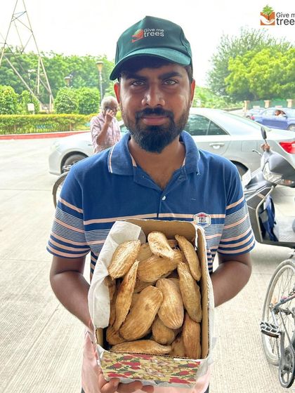 A team member holds a box full of collected mango seeds. Every seed donated is a potential tree, and these drives are an effective way to build up our seed bank for the planting season.