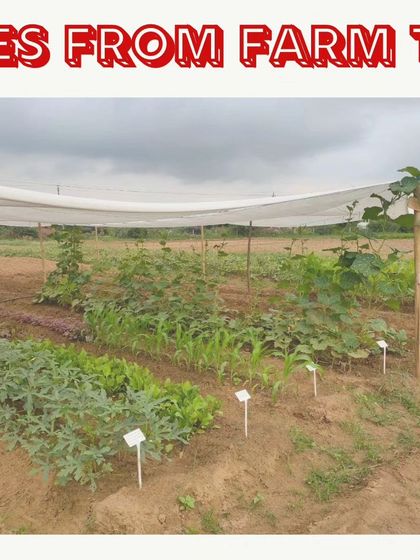 This is a view of several personal farm plots, each growing different vegetables like corn and leafy greens. Every plot is a unique garden, reflecting the choices and efforts of the family that rents it.