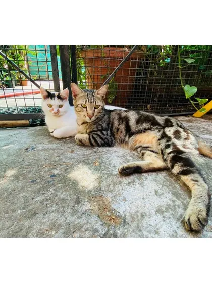 Making new friends is part of the fun. We carefully introduce cats for social boarding, allowing them to hang out and relax together, like this tabby and calico duo enjoying the sun.
