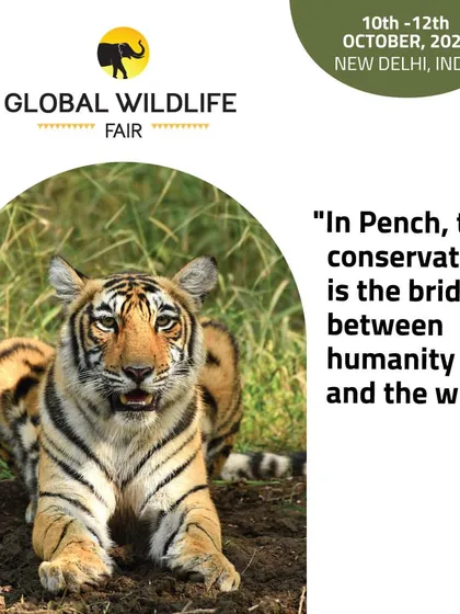 A young tiger cub rests in the grass in Pench National Park, the landscape that inspired "The Jungle Book." Our Central India tiger safaris bring these stories to life with real-world encounters.