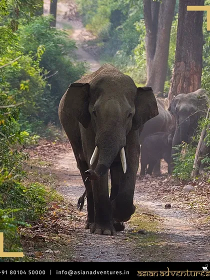 A magnificent tusker Asian Elephant leads its herd down a forest trail in the Western Ghats. Our South India expeditions immerse you in the sights and sounds of these lush jungles, home to some of the largest land animals on earth.