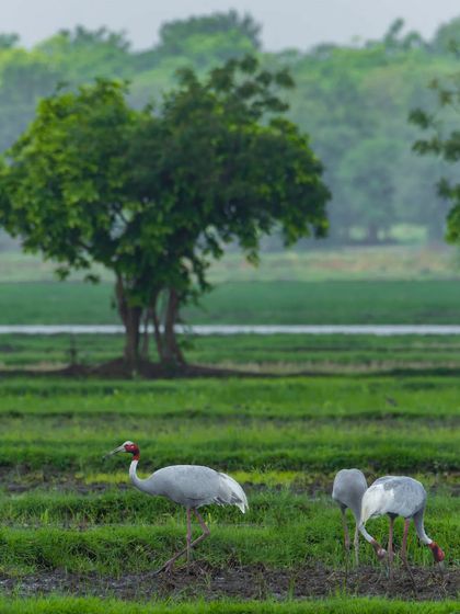 A family of Sarus Cranes foraging on agricultural land. This photo, titled "Life On The Edge," highlights the coexistence of these magnificent birds with human settlements.