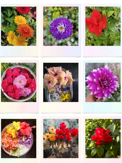 A beautiful harvest of colorful flowers from our clients' gardens. Our expert care, including proper fertilizing and pruning, results in healthy, vibrant blooms like these dahlias, hibiscus, and marigolds.
