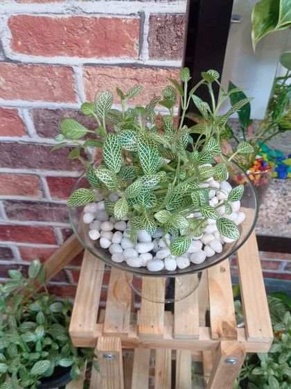 Hydroponic & Water-Based Plants photo 33