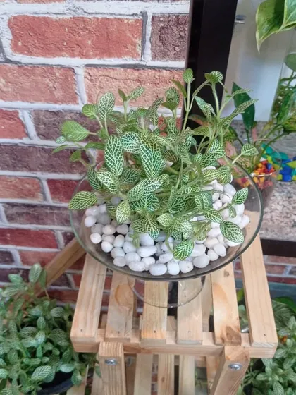 This is a Fittonia, or Nerve Plant, arranged in a glass bowl with white pebbles. It's a beautiful tabletop plant that thrives in a semi-hydroponic setup.