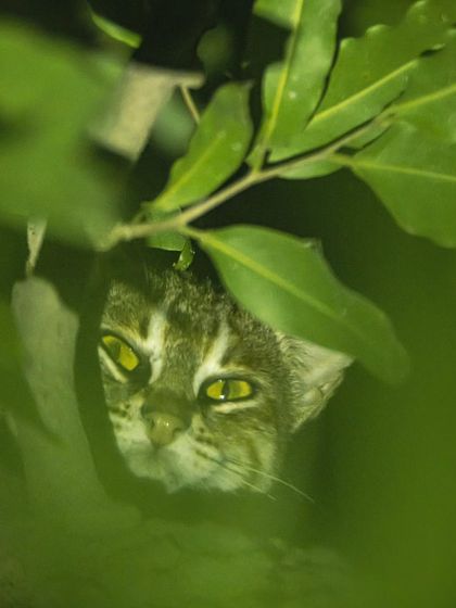 Peeking through the leaves, this Rusty-spotted cat in Gurgaon shows just how close these rare animals are, yet they remain mostly unseen.