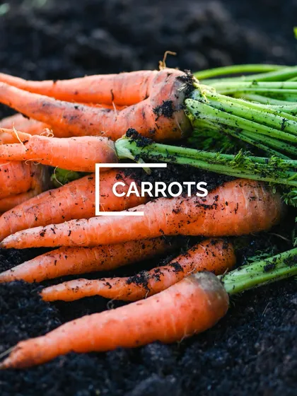 Freshly pulled carrots, straight from the soil. The taste of a homegrown carrot is unbelievably sweet and crunchy. Just ensure you plant them in loose, well-draining soil.
