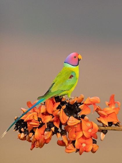 A male Plum-headed Parakeet perched among the 'Flame of the Forest' flowers. The complementary colors of the bird and its perch make for a stunning composition.