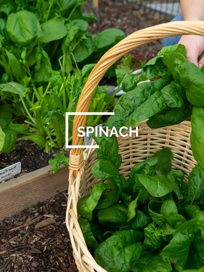 Fresh spinach being harvested into a basket. It's a fast-growing leafy green that you can harvest multiple times from a single planting, giving you fresh greens for weeks.