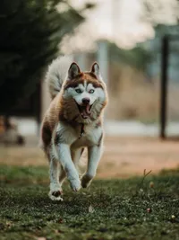 Dog Training