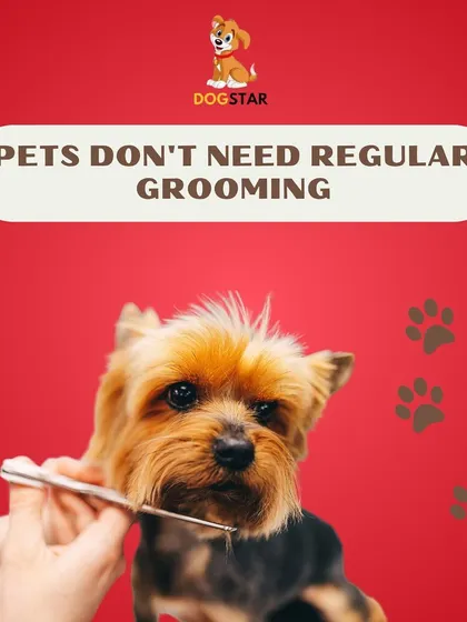 Myth: Pets don't need regular grooming. Fact: Grooming is vital for preventing matting, skin problems, and parasites. It's an essential part of responsible pet ownership.