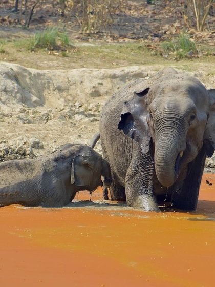 Manya Upadhyay - Travel & Documentary Photography Wildlife Encounters photo 7