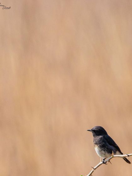 A male Pied Bushchat on a thorny branch. The simple composition and clean, warm background put all the focus on the striking black and white plumage of this small bird.