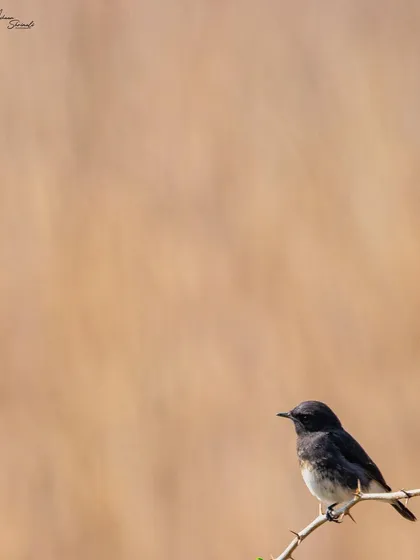 A male Pied Bushchat on the lookout. The simple composition with lots of negative space draws attention to the small, dark bird against the warm, earthy tones of the background.