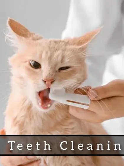 Cat teeth cleaning is a specialized service I offer. It's important for preventing dental issues and keeping your cat's mouth healthy.