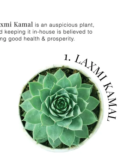 An informative graphic about the Laxmi Kamal plant, a type of succulent believed to bring good health and prosperity, making it a meaningful and low-maintenance gift.