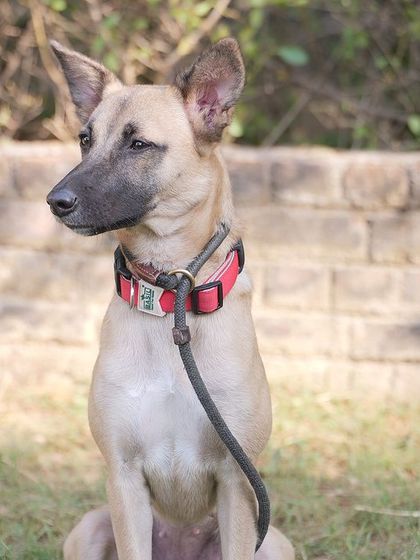 A handsome indie dog, looking regal and calm during the festivities. Our parties are for all breeds and backgrounds.