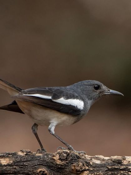 An Oriental Magpie-Robin, a common but charming bird, perched on a log.