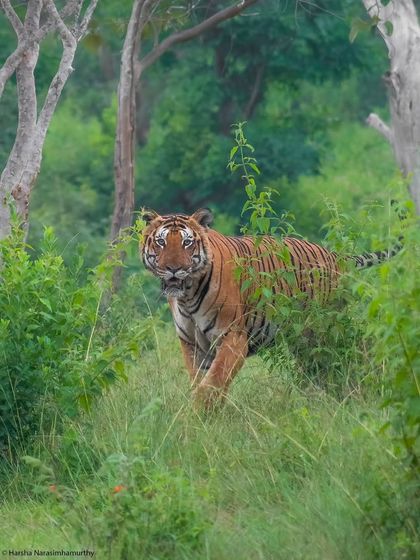 A mighty male from Bandipur's vintage era, before the social media frenzy. Safaris then were about quiet patience and a raw connection with the jungle, an ethos I strive to maintain on my tours.
