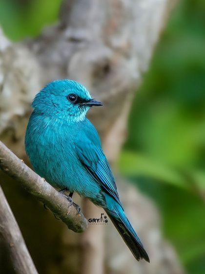 A Verditer Flycatcher perched on a branch, its uniform blue color standing out against the green foliage. These insect-eaters are constantly on the move.