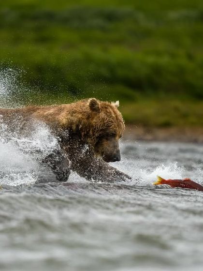 Wild Encounters: Action & Behavior photo 7