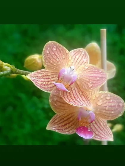 A close-up of my Phalaenopsis, or Moth Orchids, glistening with water droplets. These elegant orchids are available in various colors and are a timeless choice for both beginners and experienced plant parents.