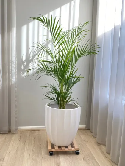 A large Areca Palm in a fluted white planter on a wheeled stand. The stand allows for easy repositioning, a practical feature for dynamic event spaces or offices that reconfigure layouts.