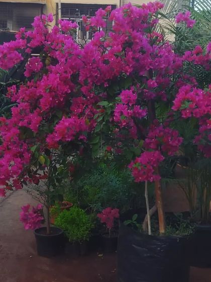 Our Plant Nursery & Collection photo 6