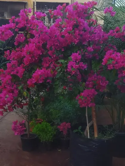 A Bougainvillea bush in full, glorious bloom at our nursery. We grow healthy, vibrant plants that are ready to bring a burst of color to your garden.