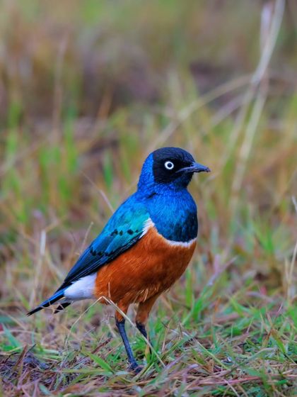 Another shot of the Superb Starling, a common and strikingly colorful bird found throughout East Africa. Its bright plumage makes it a favorite subject for photographers.